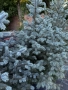 Сребрист Смърч Picea Pungens, снимка 4