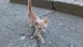 Подарявам котенца, снимка 8