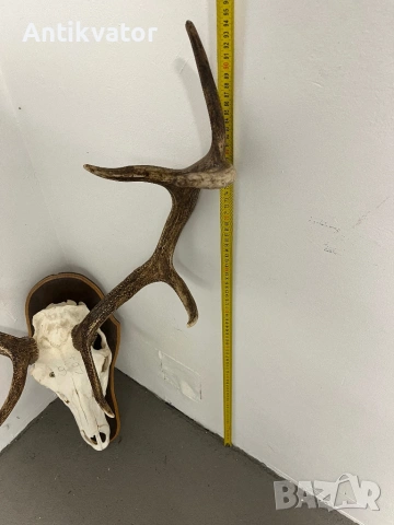 Краси трофей от елен, снимка 4 - Декорация за дома - 54332806