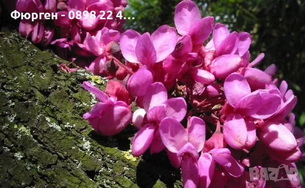 Див рожков (Cercis siliquastrum) Дърво на Юда, снимка 2 - Разсади - 55590892