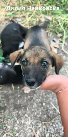🐾 Четири малки кученца търсят дом! ❤️, снимка 4 - Други - 55588816