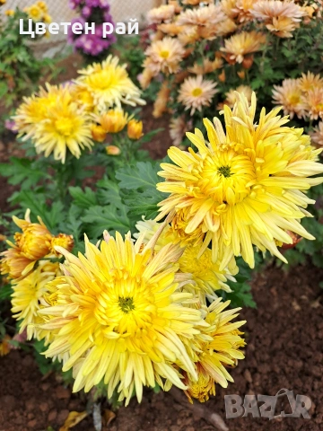Разсад хризантеми , снимка 3 - Градински цветя и растения - 54010299