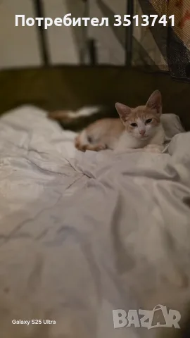 Подарамам мъжко котенце 