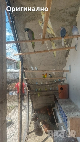 Розовогърд александър 🦜 Китайски Алексанри , снимка 5 - Папагали - 54490747