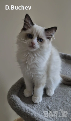 Ragdoll Paradise / Регдол котенца , снимка 4 - Други - 54972344
