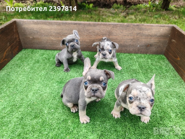 Френски булдог , снимка 8 - Френски булдог - 54012579