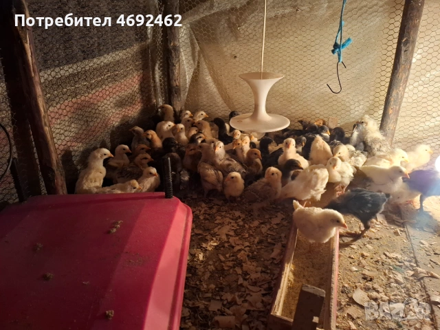 Пилета на 25 дена, снимка 2 - Кокошки и пуйки - 54247541