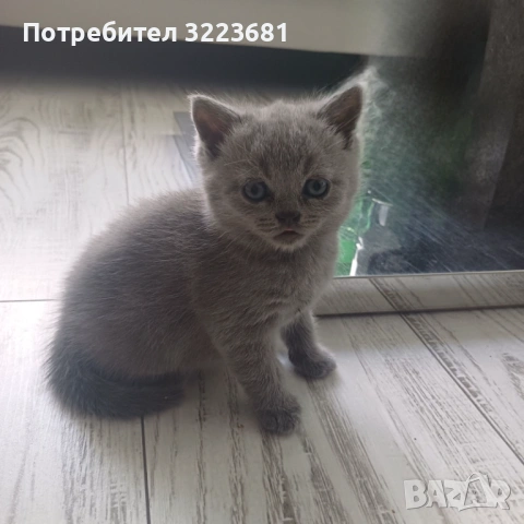 Британски късокосмести котета, снимка 5 - Британска късокосместа - 54386601