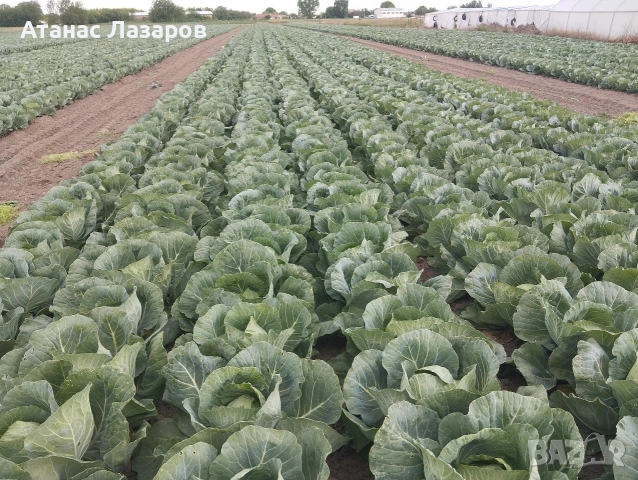 Продавам Ранно Зеле-Конкърър, снимка 12 - Домашни продукти - 54527656