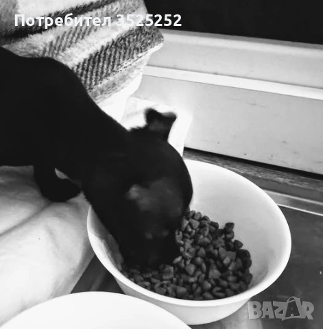 ПРОДАВАМ УНИКАЛНО   ЧЕРНО  МЪЖКО ПИНЧЕРЧЕ НА 45 ДЕНА ! , снимка 3 - Пинчер - 55089708