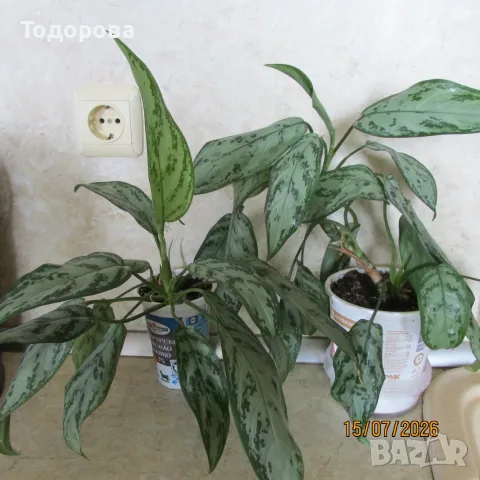 стайно цвете аглаонема 