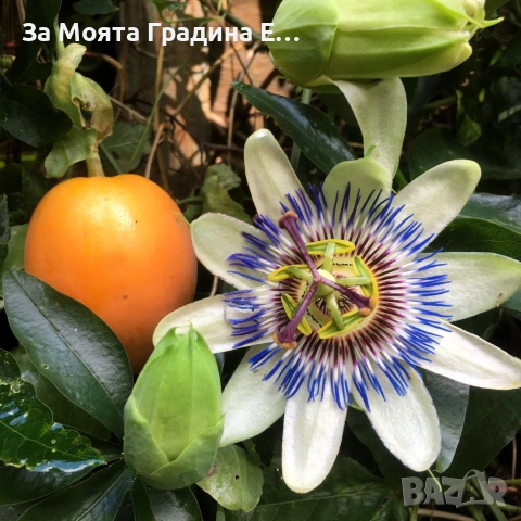 Пасифлора - Плод Маракуя , снимка 2 - Градински цветя и растения - 54019948