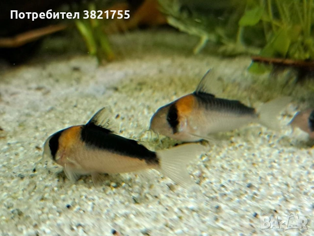 Сомче, сомче corydoras duplicareus
