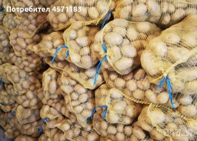 Картофи Сорая на едро и дребно