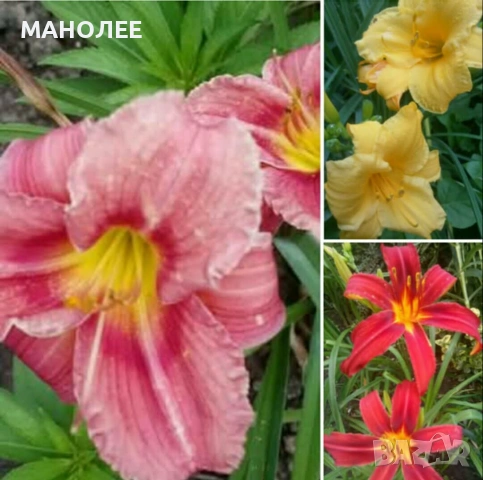 🍁🪷🪴ХЕМЕРОКАЛИС-нисък- 3 цвята🌞❄️🎁💐