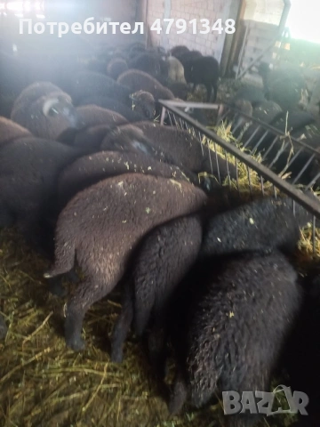 Агнета за клане цената е за кг живо тегло, снимка 2 - Овце - 54137403