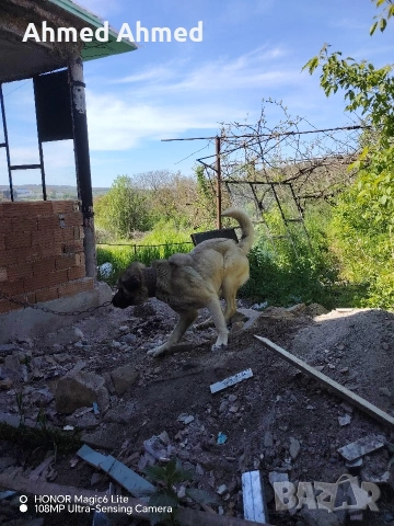 кангал на 2 години , снимка 3 - Кангал - 54761310
