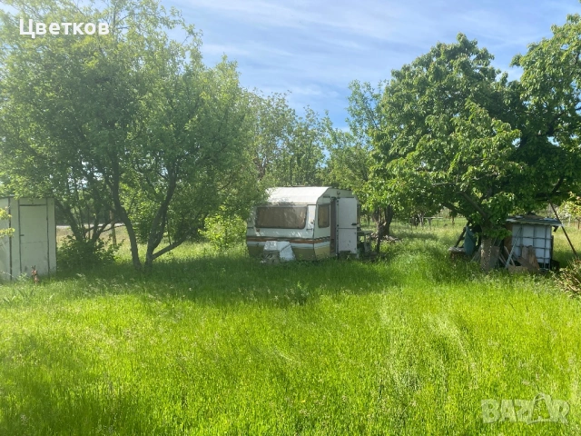 Продавам лозе, снимка 5 - Земеделска земя - 54776646