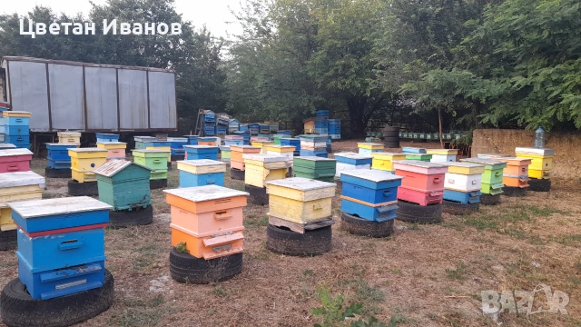 Пчелни семейства , снимка 6 - За пчели - 55212857