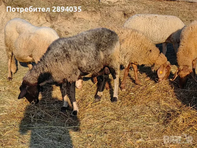 свободно цялото стадо , снимка 7 - Овце - 55697810