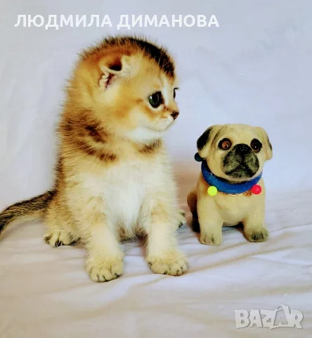 Шотландско мъжко златна чинчила , снимка 5 - Британска късокосместа - 55419250