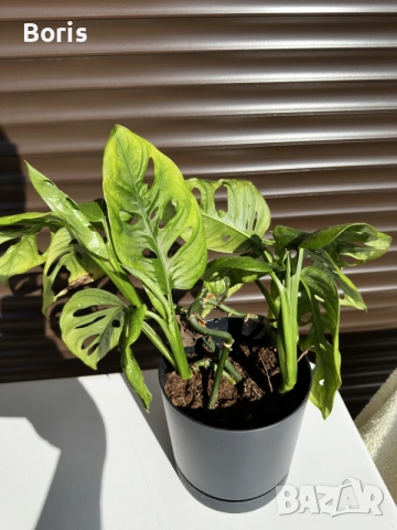 Monstera Adansonii (Монстера Адансонии), снимка 3 - Стайни растения - 55331669