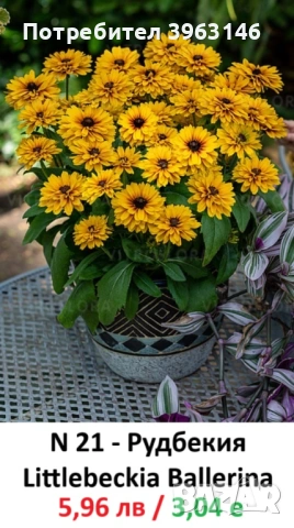 ГРАДИНСКИ Многогодишни Цветя..., снимка 17 - Градински цветя и растения - 51078747