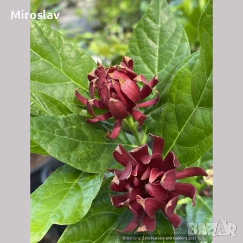 Каликантус, снимка 4 - Градински цветя и растения - 54041573