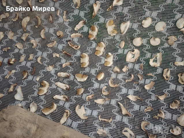гъби манатарки, снимка 2 - Домашни продукти - 54962519