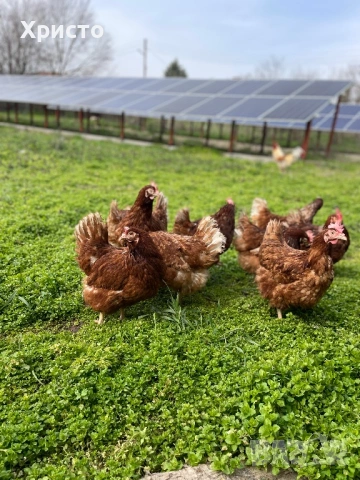 Ломан браун