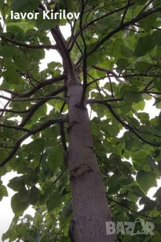 Пауловния , снимка 7 - Разсади - 53951168