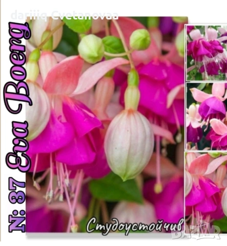 Фуксия за Градинска3.85€ и Каскадна 2.90€, снимка 3 - Градински цветя и растения - 54205891