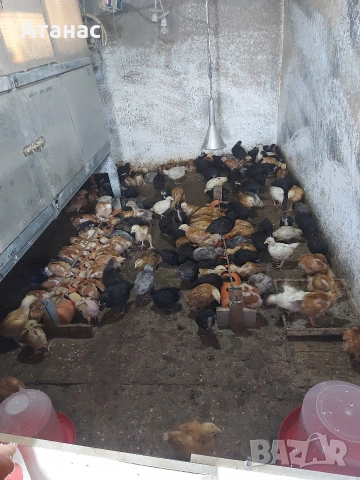 Пилета