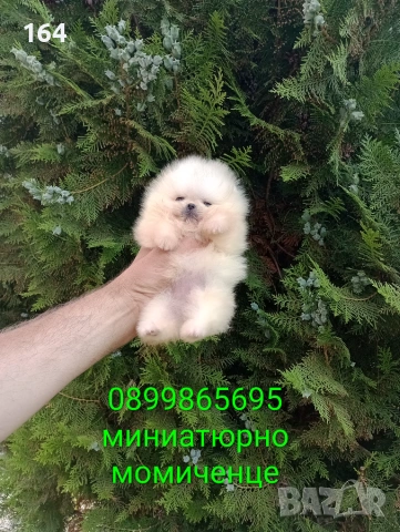 Миниатюрно мини момиченце. Померан., снимка 2 - Померан - 54970447