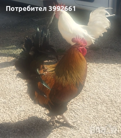 Продавам 11 месечни петли, снимка 7 - Кокошки и пуйки - 54133066