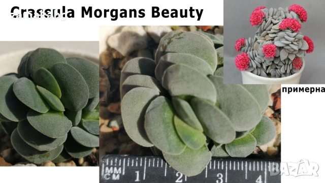 Красула (Crassula Morgans Beauty) сукулентно растение 4 см