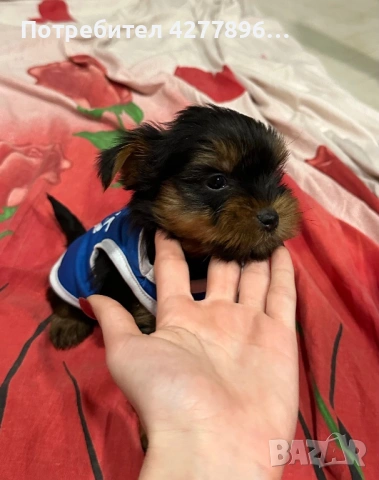 Мини йоркширски териер, снимка 2 - Йоркширски териер - 54131981