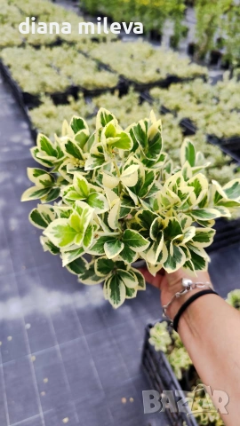 Евонимус Браво, Euonymus japonicus Bravo, снимка 13 - Градински цветя и растения - 54457987
