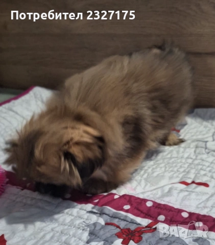 Пекинези, снимка 5 - Пекинез - 25815187