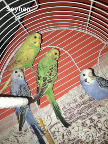 Папагали вълнисти 