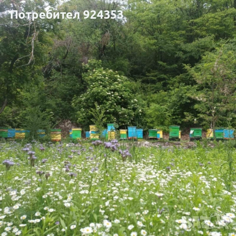 Пчелни отводки Дадан Блат, снимка 3 - За пчели - 54082327