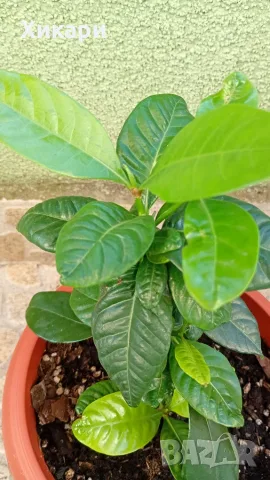 Гардения Gardenia jasminoides, снимка 2 - Стайни растения - 54787978