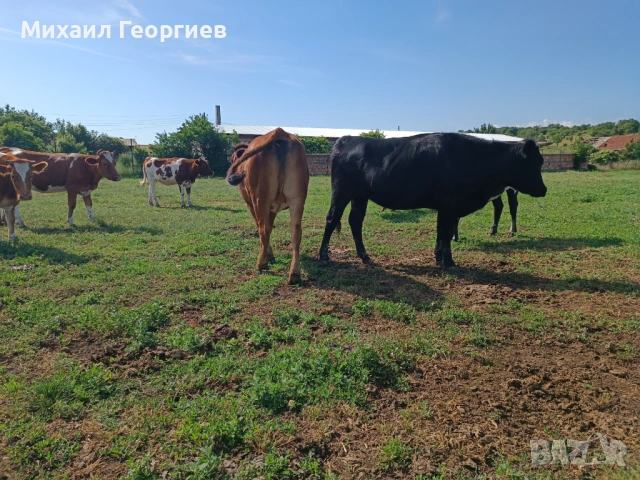 Продават се , снимка 3 - Крави - 54825393