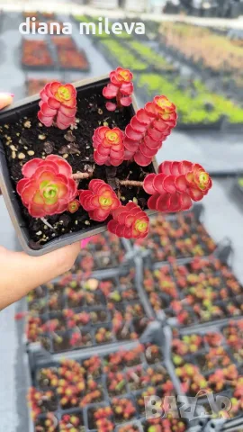 Червен седум Пурпурна Зима, Sedum spirium " Purpur Winter ", снимка 7 - Градински цветя и растения - 46784135