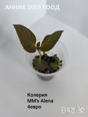 Сортови колерии,еписции., снимка 11 - Стайни растения - 55055306