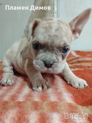 френски булдог 4 момчета и 2 момичета , снимка 13 - Френски булдог - 54026317