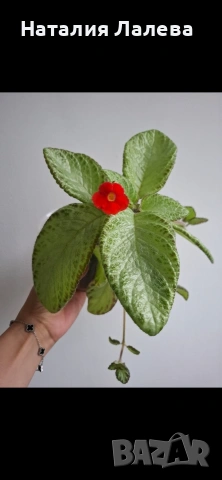 Еписцея, episcia silver sheen
