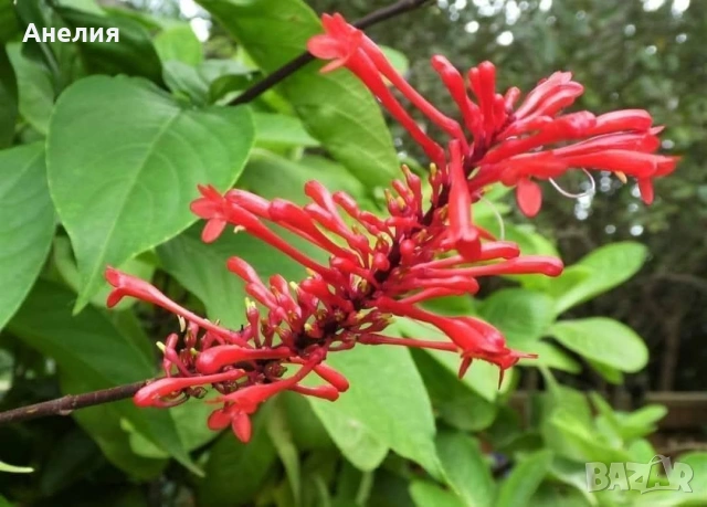 Firespike -Odontonema cuspidatum, снимка 2 - Стайни растения - 55045964