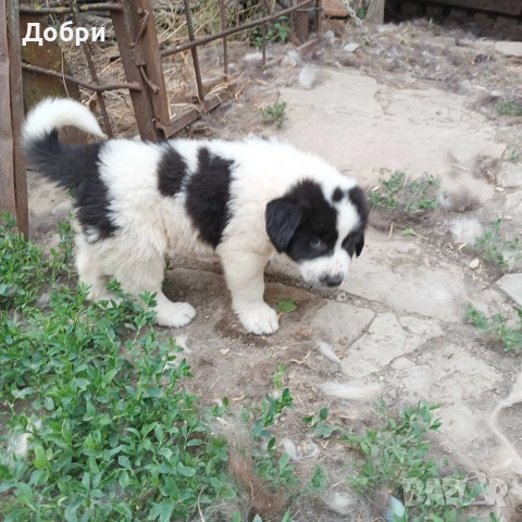 Малки Каракачанки, снимка 6 - Каракачанска овчарка - 54978359