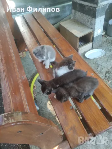 Подарявам малки котета, снимка 5 - Други - 55494205